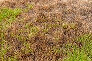 Patchy Lawn with Green and Brown Grass in Summer Heat