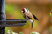 European goldfinch bird eating at a bird feeder