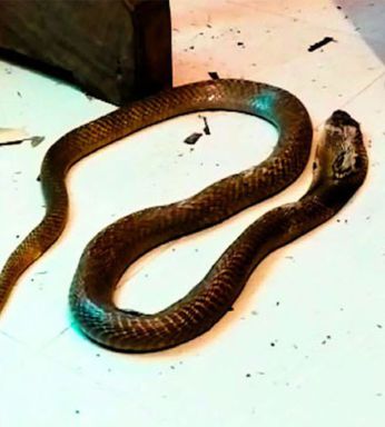 The cobra had been kept in a jar and deliberately starved