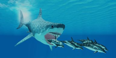 Megalodons could grow up to 60ft in length and had a terrifyingly powerful bite (stock)