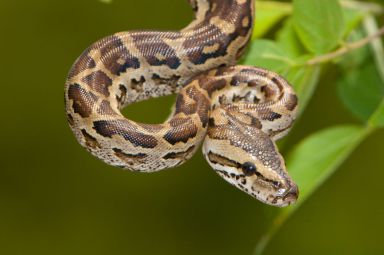 A woman discovered she was living with a python (stock image)