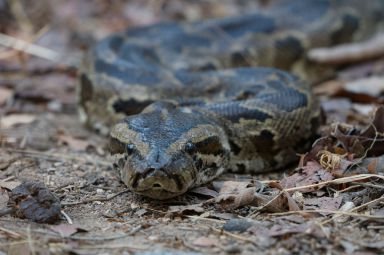 This is an African rock python (stock image)