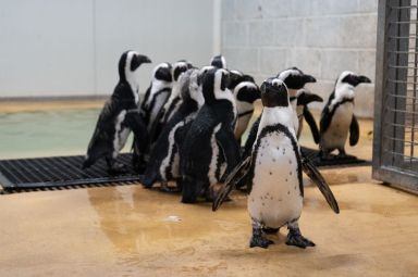 Star treatment for latest arrivals making a splash at Yorkshire Wildlife Park
