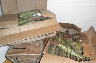 Shocking Garda stats reveal 'massive explosion' in addictive drug smuggled into Ireland