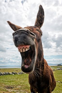 A photo of a donkey