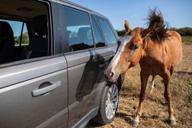 The horse and the car
